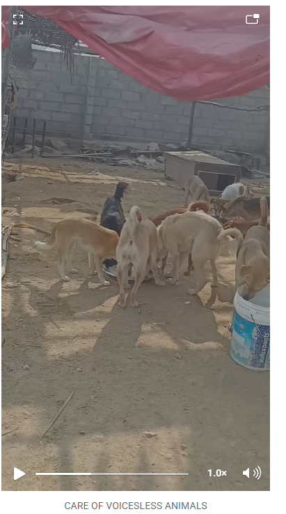 Care of Voiceless Animals